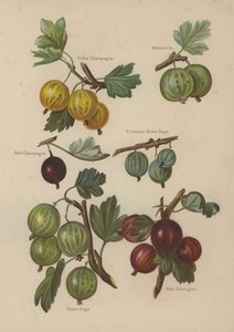 Champagne Jaune, Whitesmith, Champagne Rouge, Pitmaston Green Gage, Green Gage, Red Warrington - English School